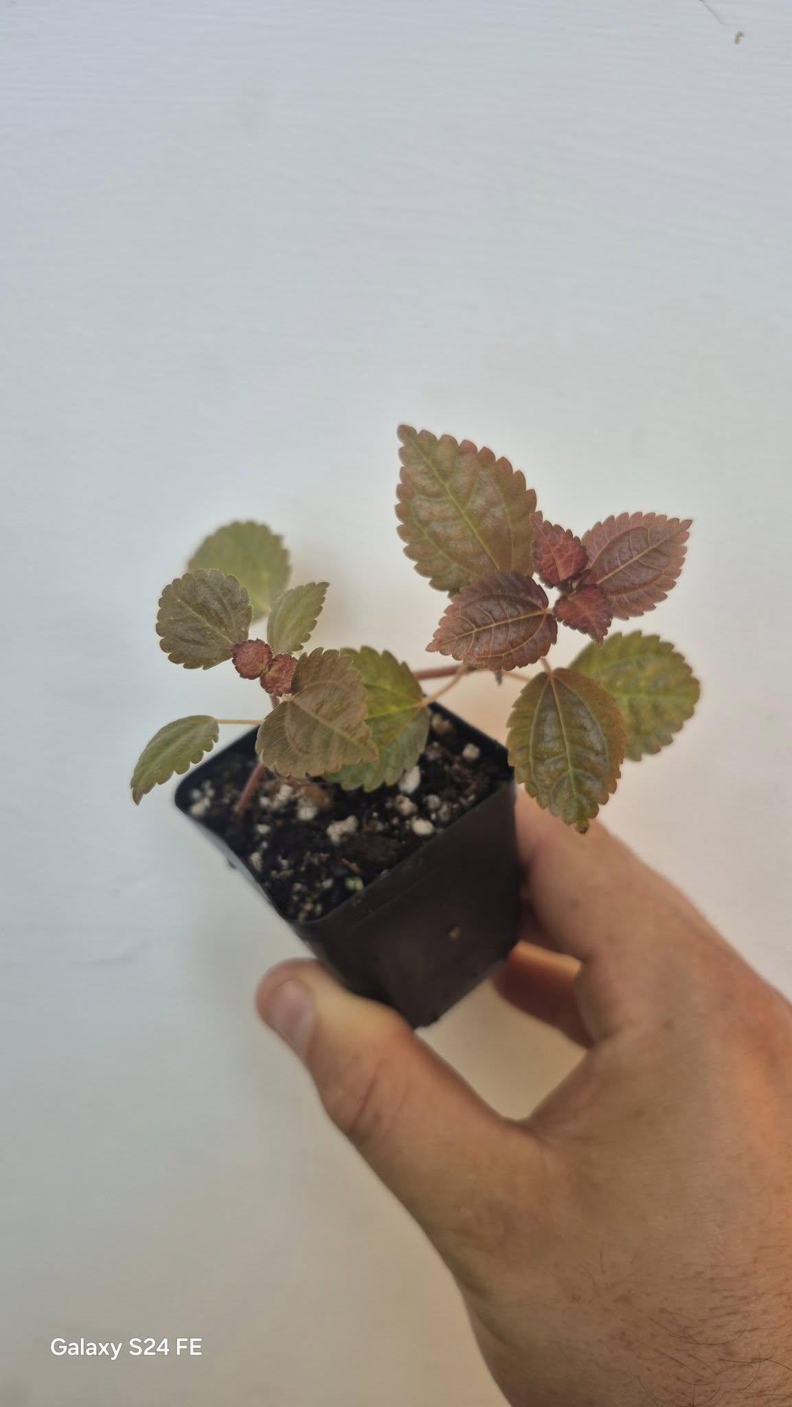 Pilea bracteosa